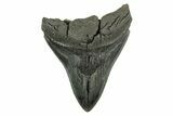 Bargain, Fossil Megalodon Tooth - South Carolina #367930-1